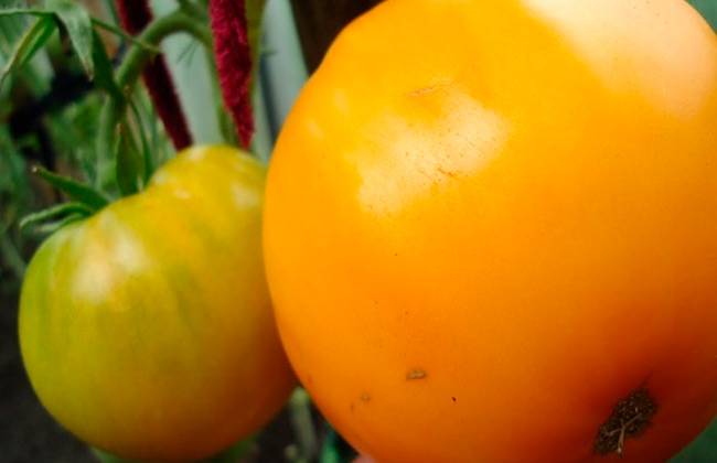 Описание сорта томата Золотой век, его характеристика и урожайность