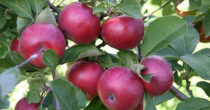 Описание яблони сорта «имрус»