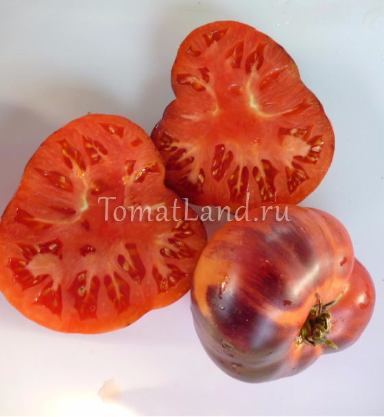 Описание сорта томата сибирский тигр, его характеристика и урожайность
