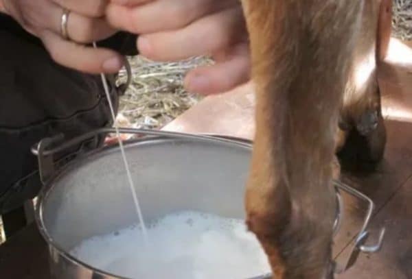 Коза плохо ест и мало дает молока: что делать и причины, правила лечения