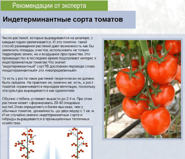 Томат транс новинка: характеристика и описание сорта, урожайность с фото
