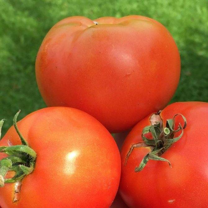 Среднеранний гибрид — томат «мажор» f1. всё о выращивании, а также описание сорта и характеристика