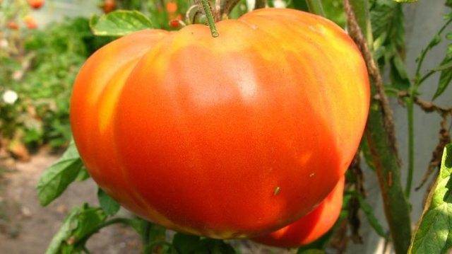 Описание сорта томата Сибирский изобильный, его характеристики и урожайность