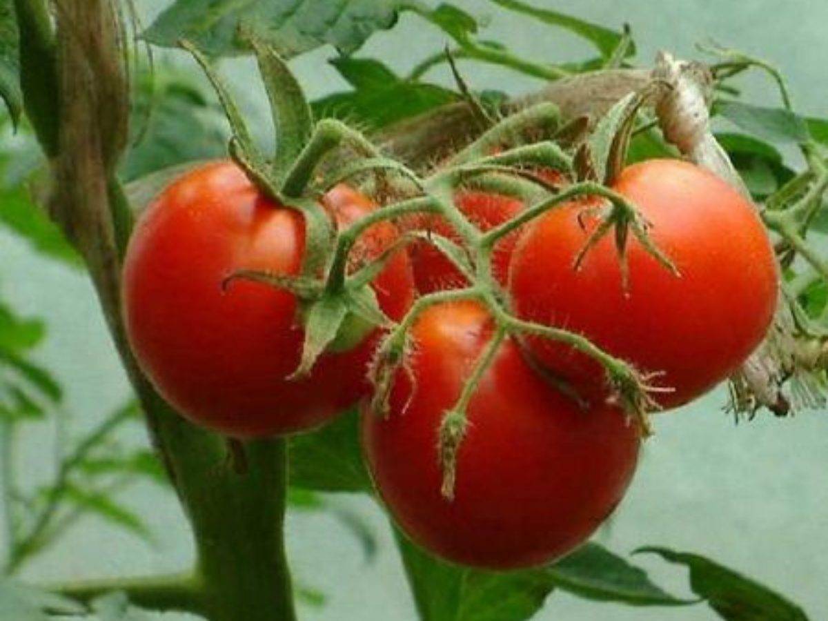 Обзор лучших сладких сортов помидоров с описанием и фото