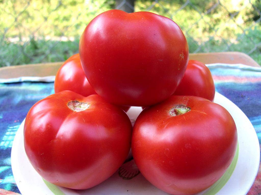 Ультраранний гибрид томата «красная гвардия f1»: фото, видео, отзывы, описание, характеристика, урожайность