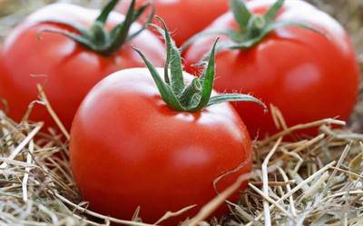 Борная кислота: незаменимая подкормка для помидоров