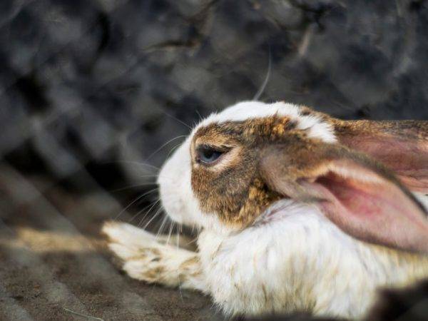 Особенности содержания кроликов зимой