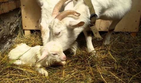 Молоко после окота и во время беременности и запуска козы: когда можно пить и как быть, если нет лактации?