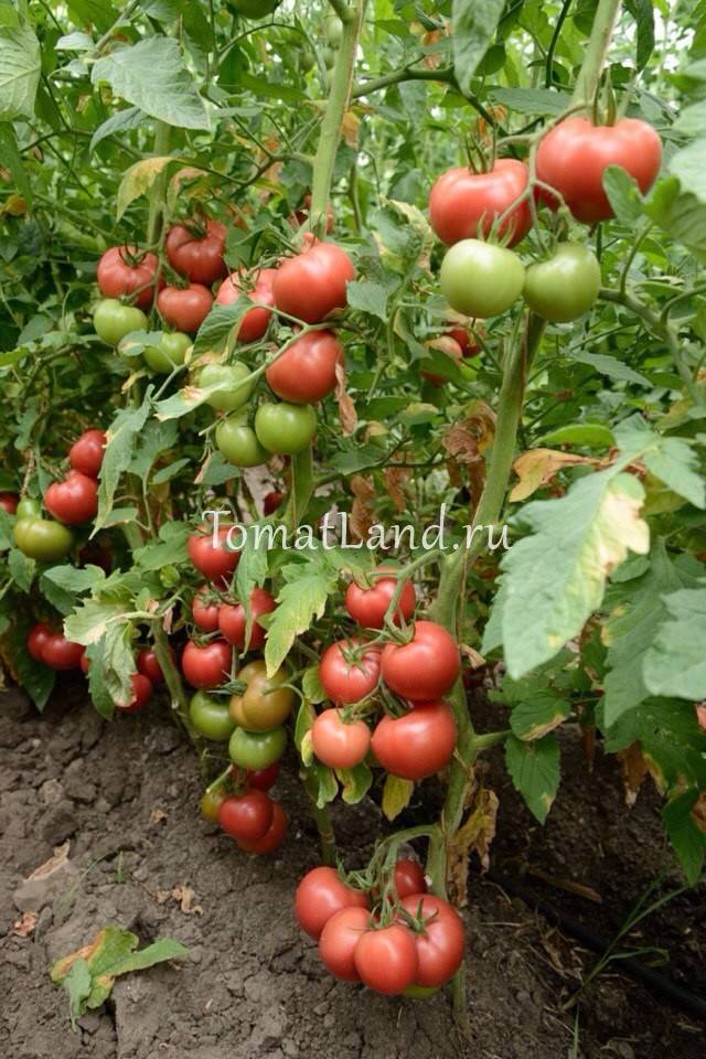 Описание сорта томата афродита, его урожайность и характеристики