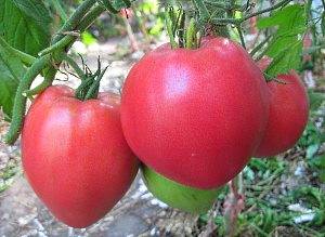Вкуснейшие помидоры для сибири в теплице: лучшие сорта