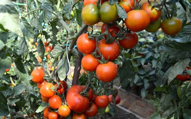 Исполняет желания дачников о богатом урожае — томат «золотая рыбка» и секреты его выращивания
