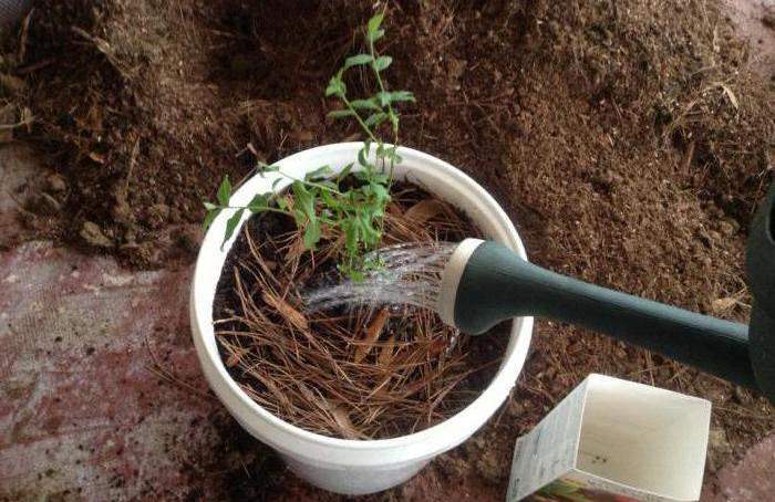 Как посадить и вырастить голубику из семян в домашних условиях