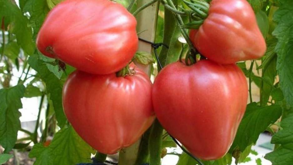 Описание сорта томата Бармалей, его выращивание и уход