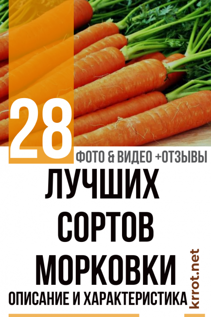 Описание, характеристика и особенности выращивания лучших сортов моркови