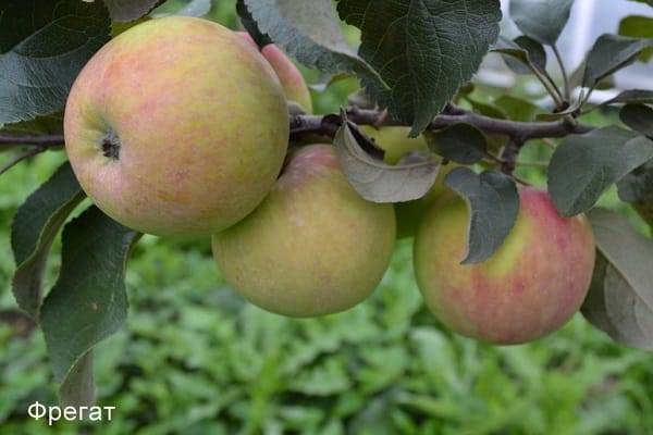 Описание сорта яблони Фрегат и ее характеристики, морозостойкость и урожайность