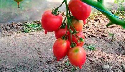 После каких культур можно и лучше будет сажать помидоры