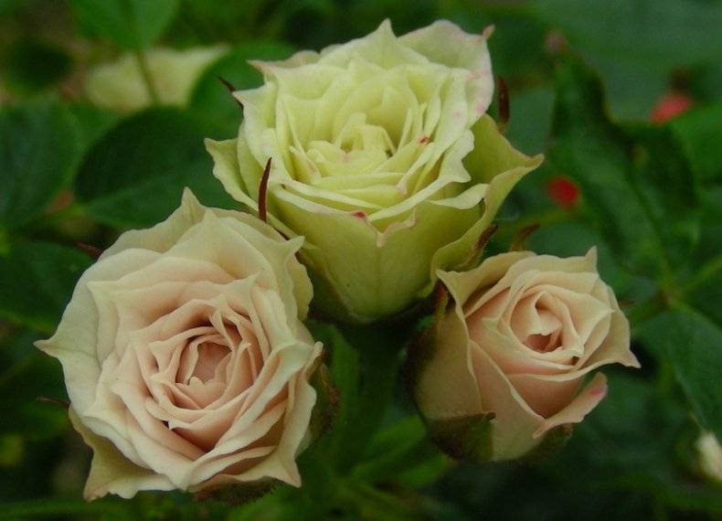 Жемчужина сада — штамбовая роза: правильная посадка и грамотный уход за растением