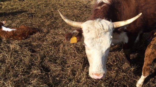 Как быстро отучить козу высасывать у себя свое молоко, причины и решение