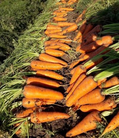 Характеристика и описание гибрида моркови абако f1, выращивание и уход