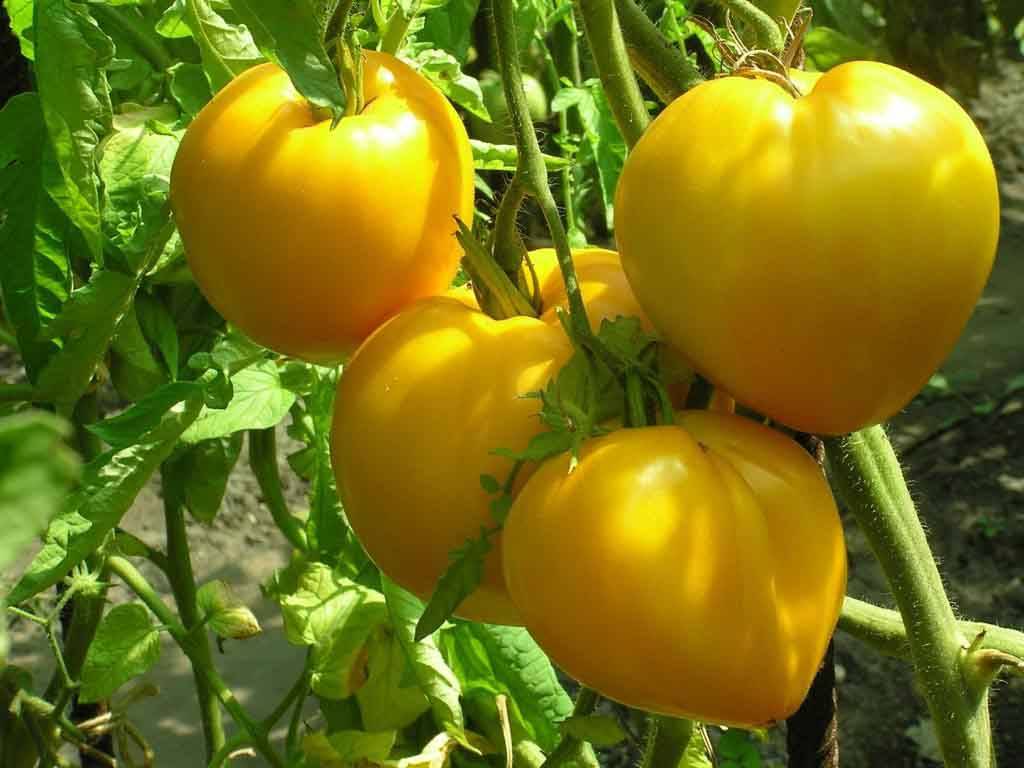 Описание сорта томата Желтый шар, особенности выращивания и ухода