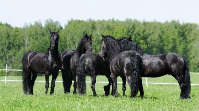 Арабская лошадь: виды породы и особенности содержания