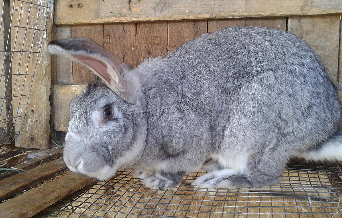 Порода кроликов серый великан: описание и особенности ухода