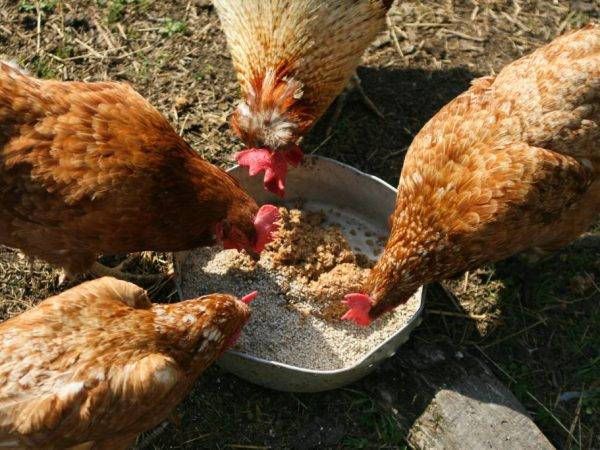 Как правильно давать рыбий жир цыплятам и курам несушкам?