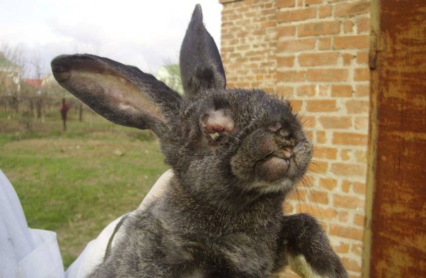 “ушастые” болезни кроликов и их лечение