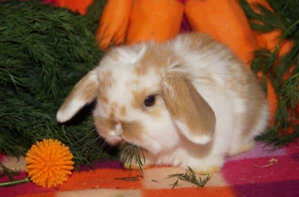 Дохнут крольчата — что за беда за этим стоит?