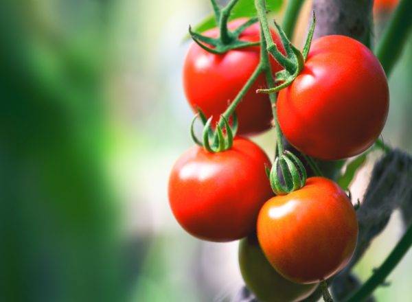 Самые неприхотливые сорта помидоров черри
