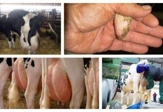 Симптомы и лечение послеродовых болезней у коров
