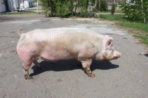 Мясные породы свиней: описание и особенности разведения