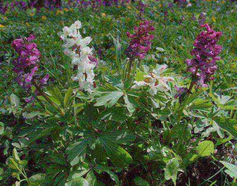 Цветок хохлатка: посадка и уход в открытом грунте, фото, выращивание в саду