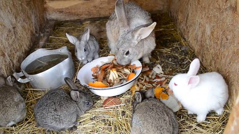 Чем кормить маленьких крольчат?
