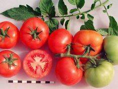 Любимый многими томат «подарочный»: описание и особенности сорта