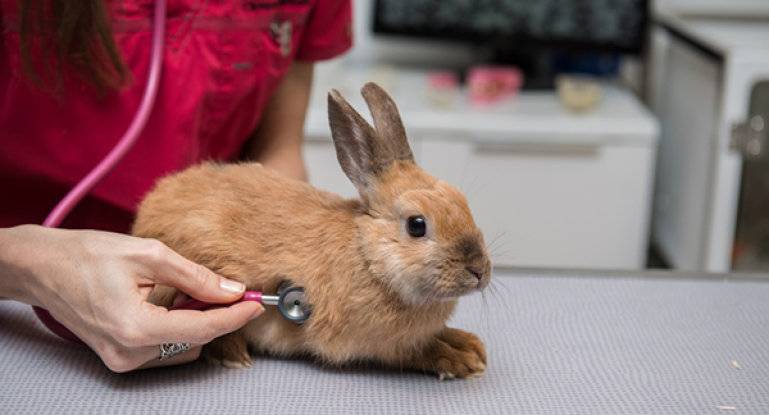 Почему кролик чихает: причины, лечение, профилактика