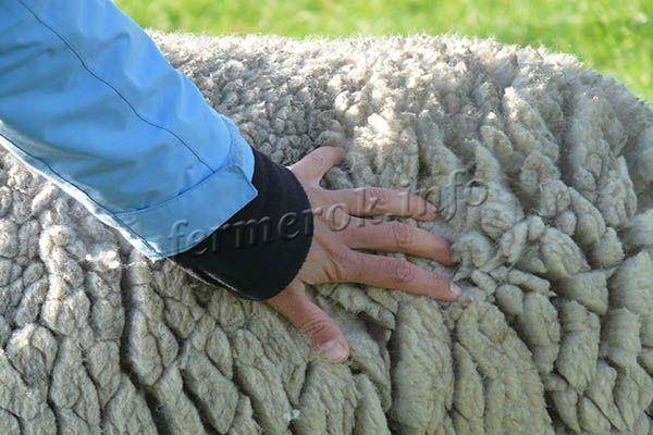 Основные критерии выбора машинки для стрижки овец
