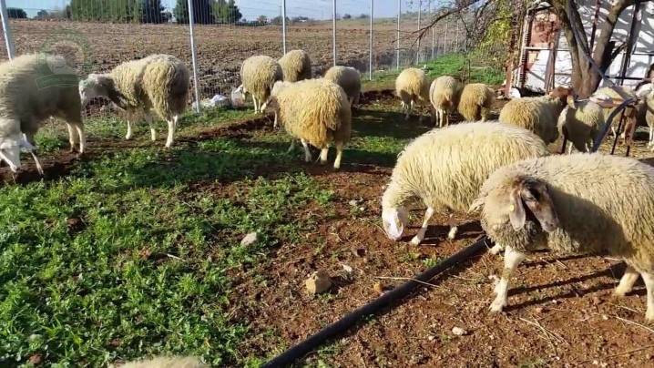 Самые распространенные породы овец