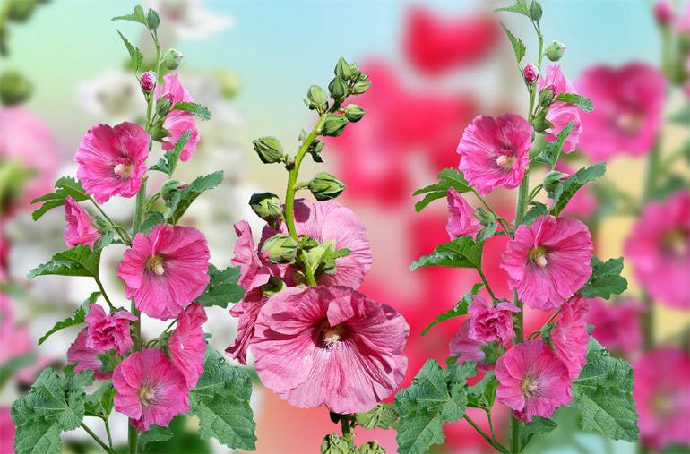 Выращивание шток-розы из семян, когда сажать и как добиться цветения