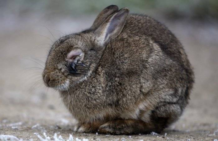 У кролика вздулся живот — что делать? методы лечения и профилактики метеоризма у кроликов