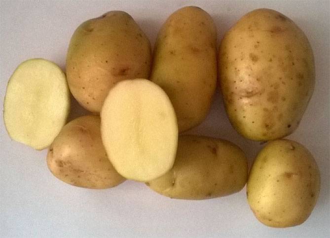 Сорт картошки скарб: описание сорта, полезные свойства, отзывы