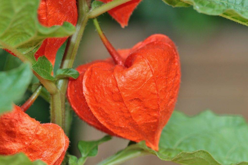 Физалис: яркая ягода в вашем саду