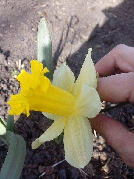 Нарцисс и его выращивание: особенности посадки и ухода