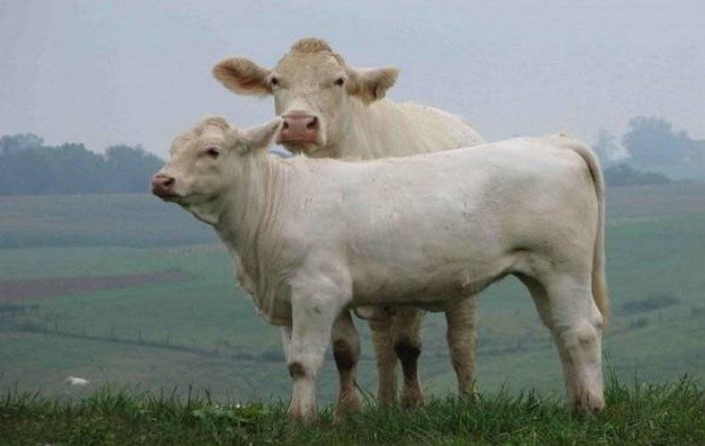 Чем отличается бельгийская голубая порода коров от остальных пород мясного направления