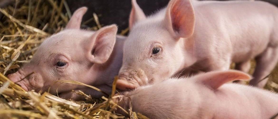Зачем нужна кастрация свиней, как и в каком возрасте она проводится?