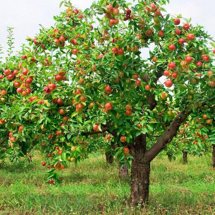 Описание и характеристики сорта яблони Вишневое, посадка и выращивания