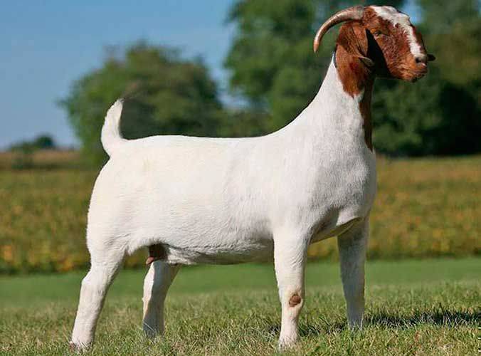 Породы коз: описание и характеристики