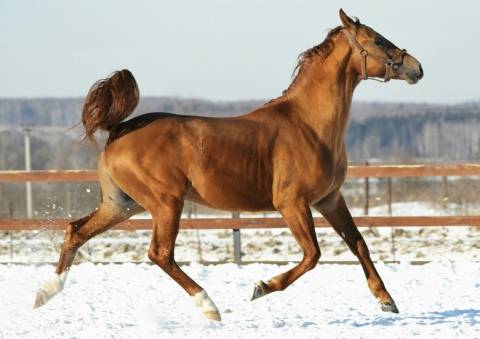 Характеристики донской породы лошадей