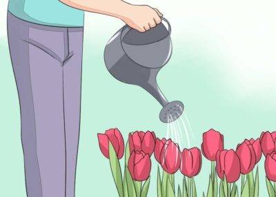 Как и когда пересаживать тюльпаны весной?