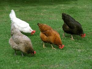 Сальмонеллез у кур и домашней птицы: особенности и лечение